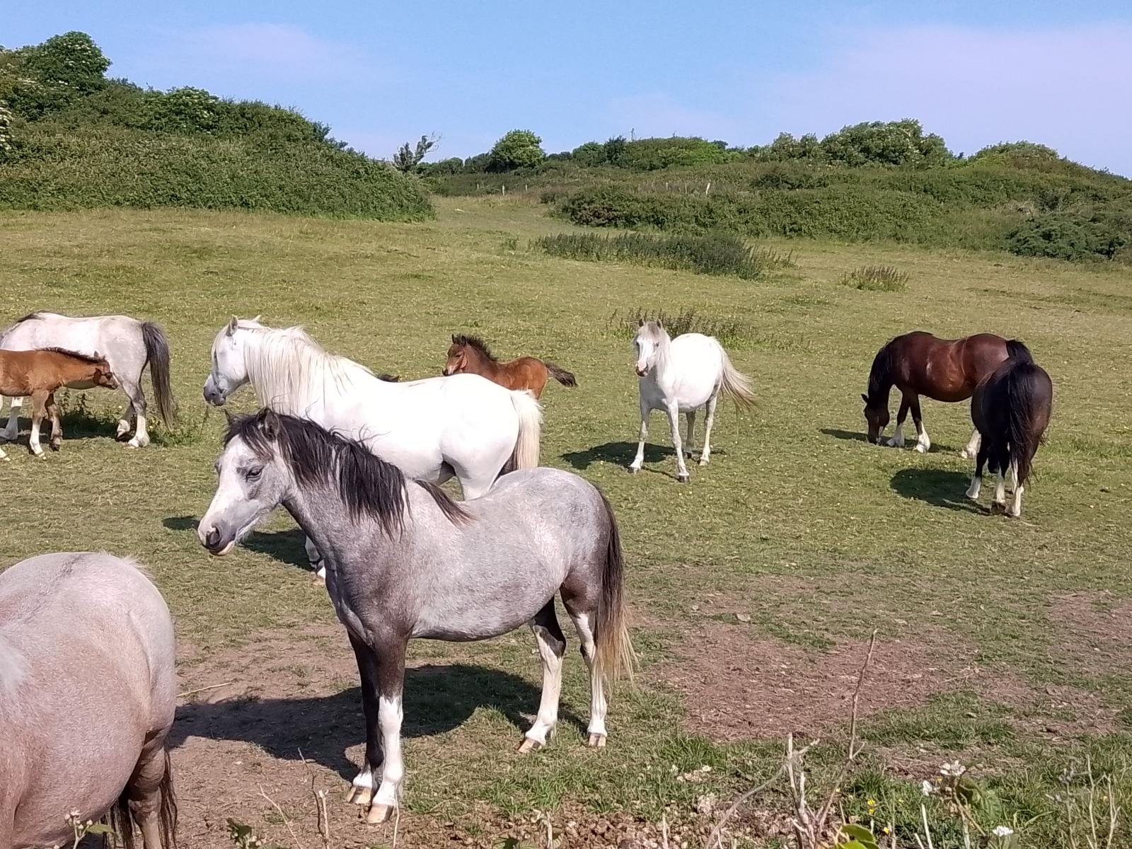 Ceffylau sy'n dod i weld y plant